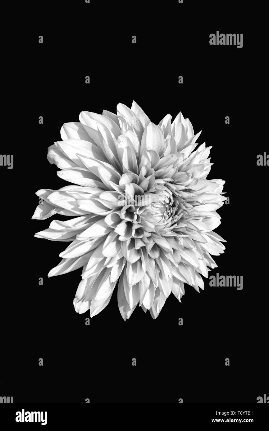 Tropical plant details Black and White Stock Photos & Images - Alamy