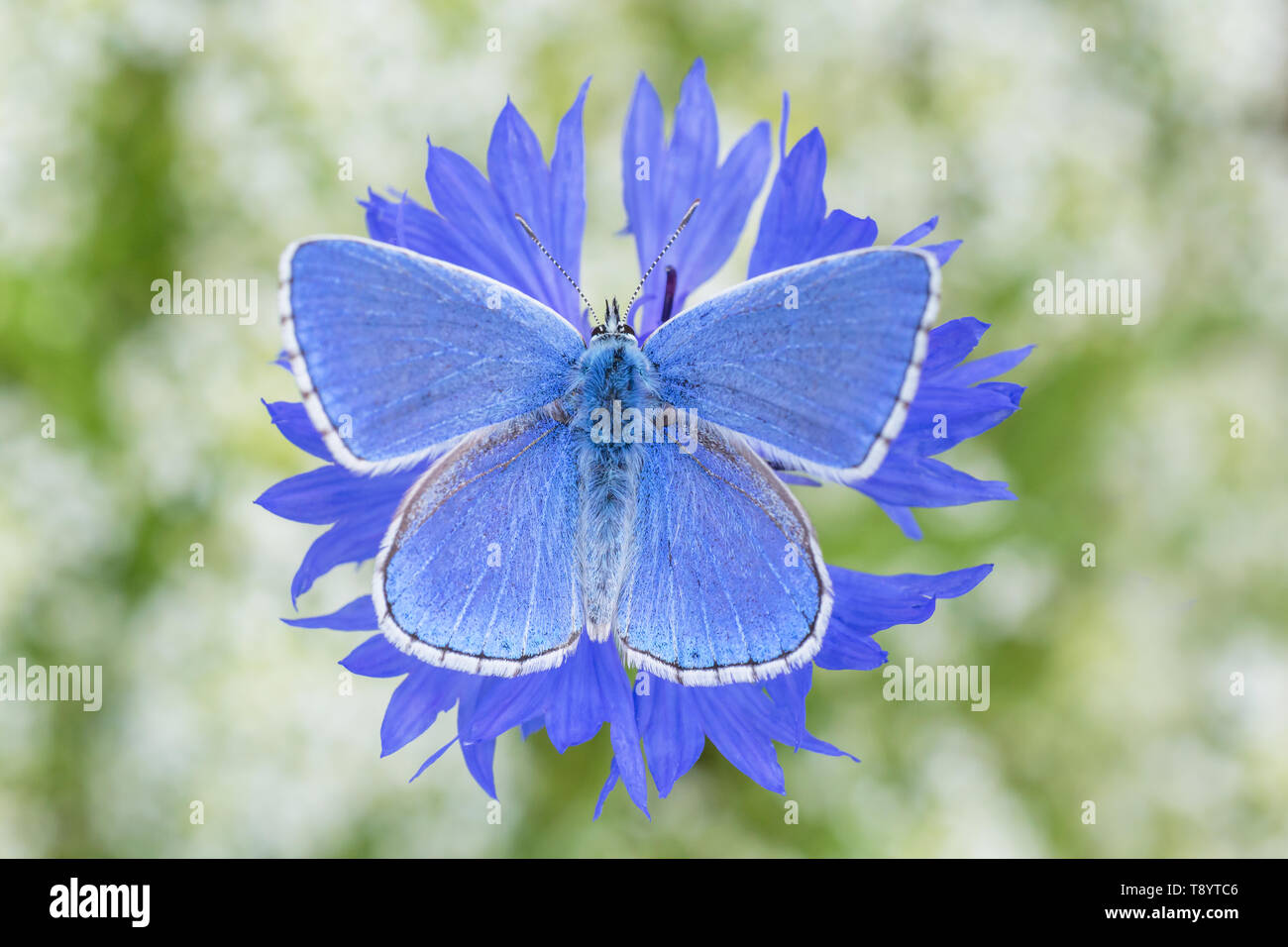 close up of blue butterfly sitting on cornflower Stock Photo Alamy