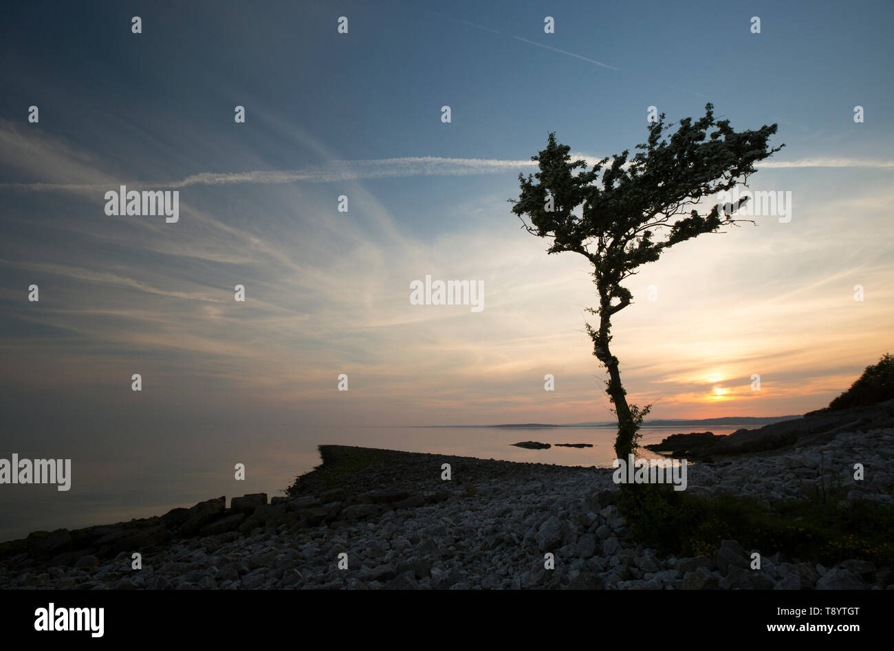 A single, flowering hawthorn tree, Crataegus monogyna, at sunset growing at Jenny Brown’s Point near the village of Silverdale on the edge of the estu Stock Photo