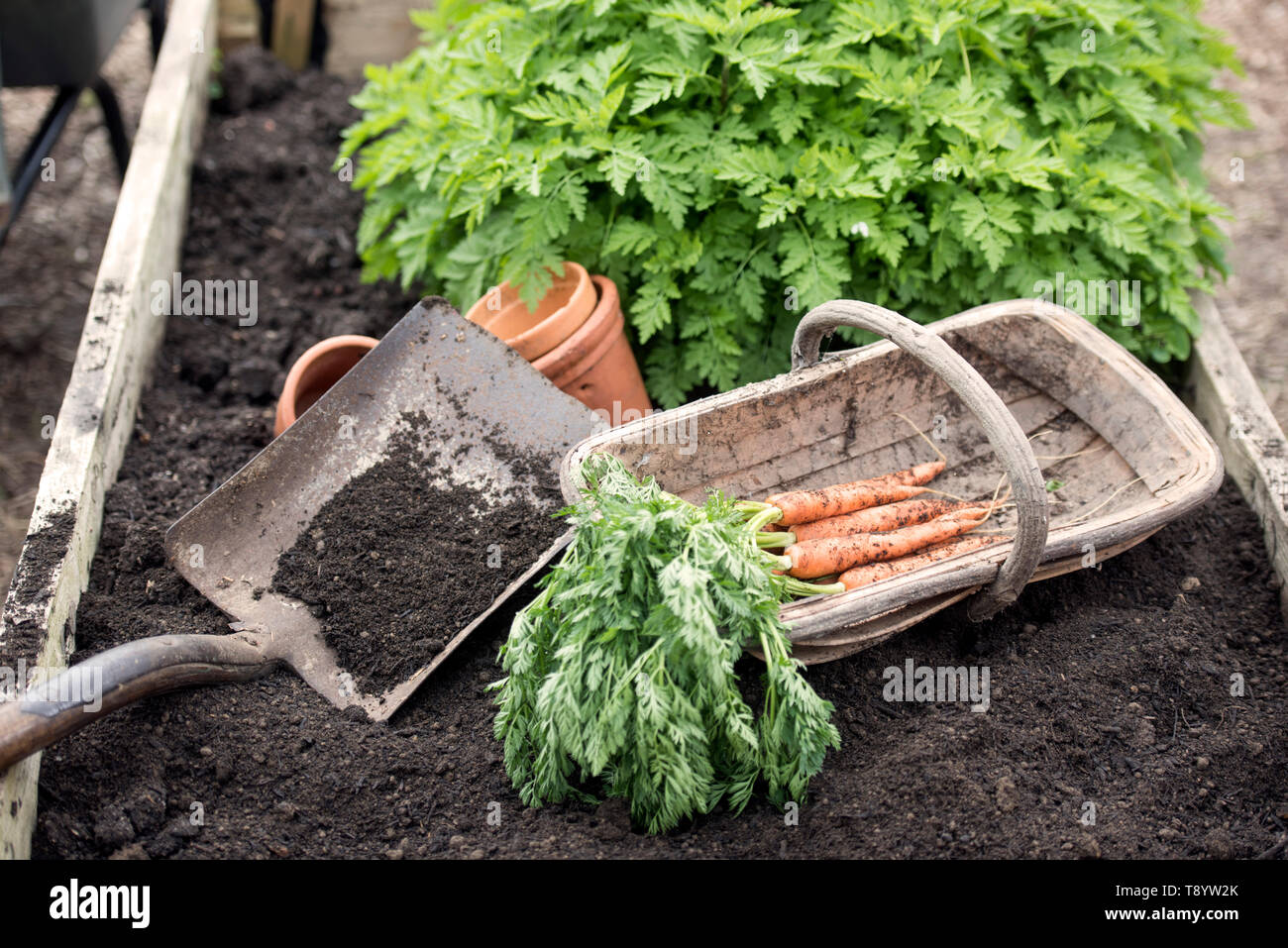 Freshly dug carrots at a Community Garden in Bristol UK Stock Photo