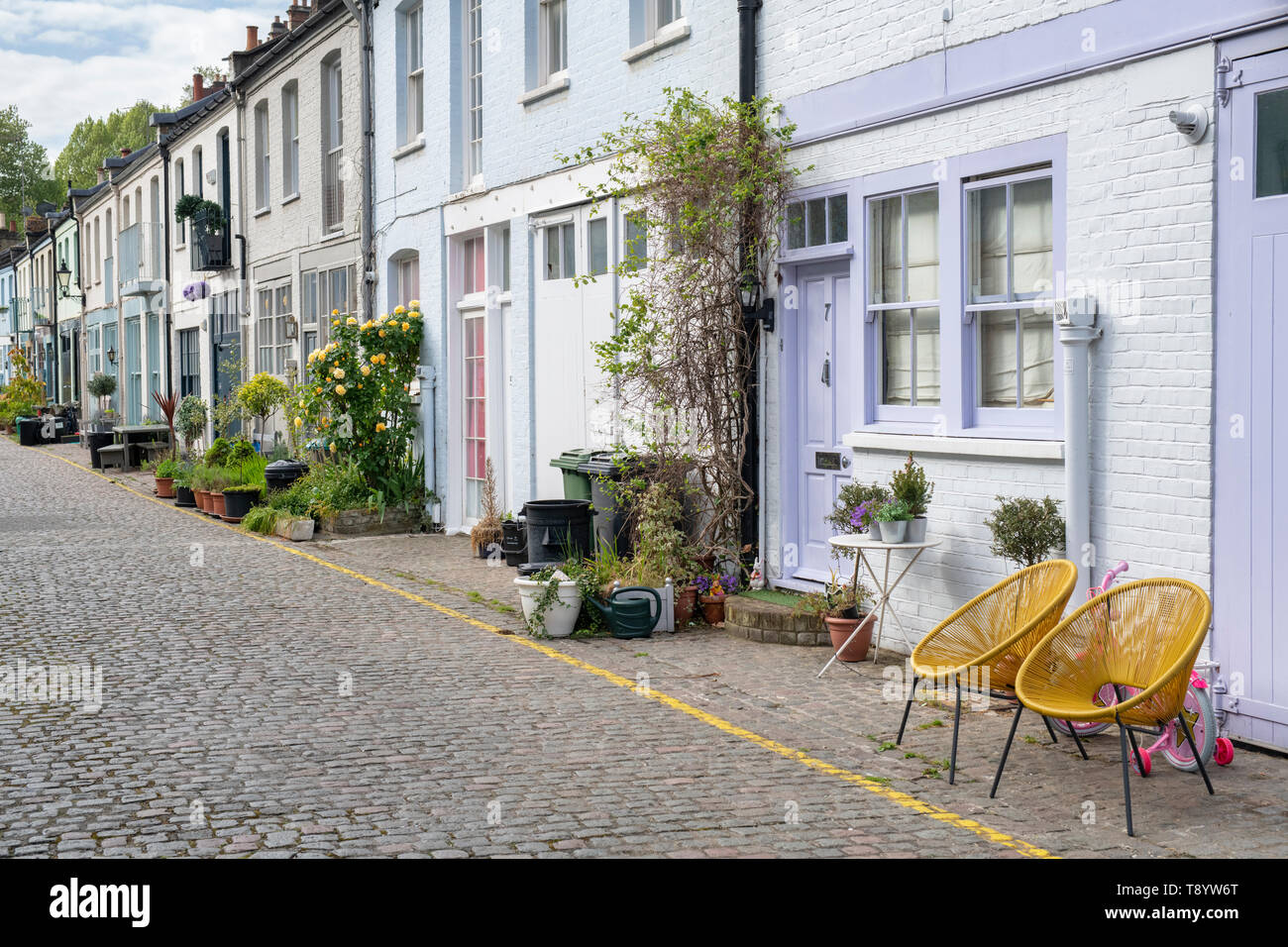 Small trees and shrubs in containers outside houses in Cranley mews , South Kensington, SW7, London. England Stock Photo