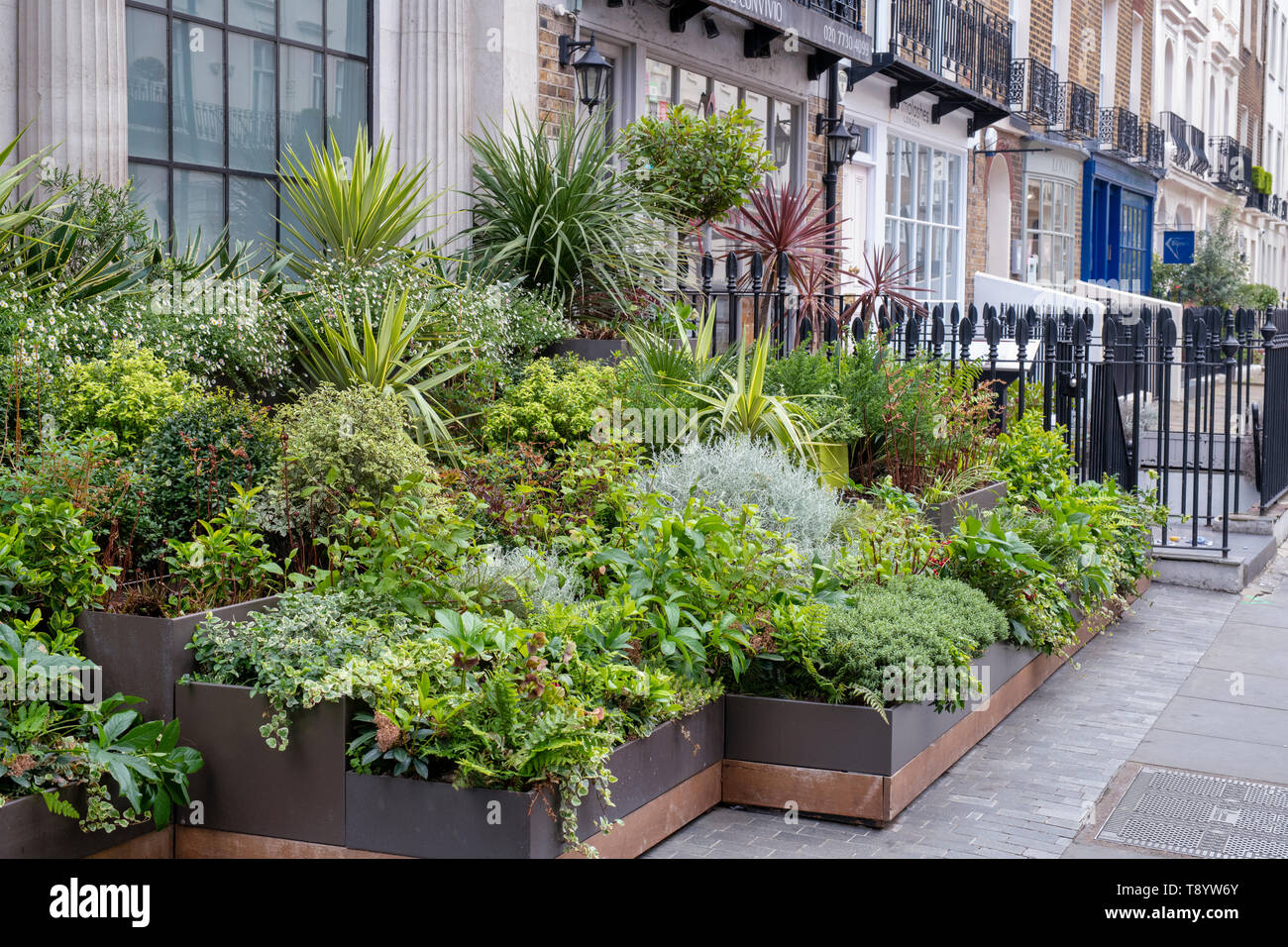 Small trees and shrubs in containers outside houses in Ebury Srteet, Belgravia, London, England Stock Photo