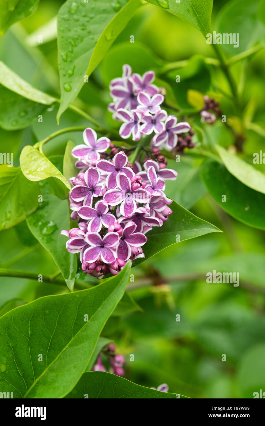 Syringa vulgaris ‘Sensation'. Lilac flowering in spring after the rain. UK Stock Photo