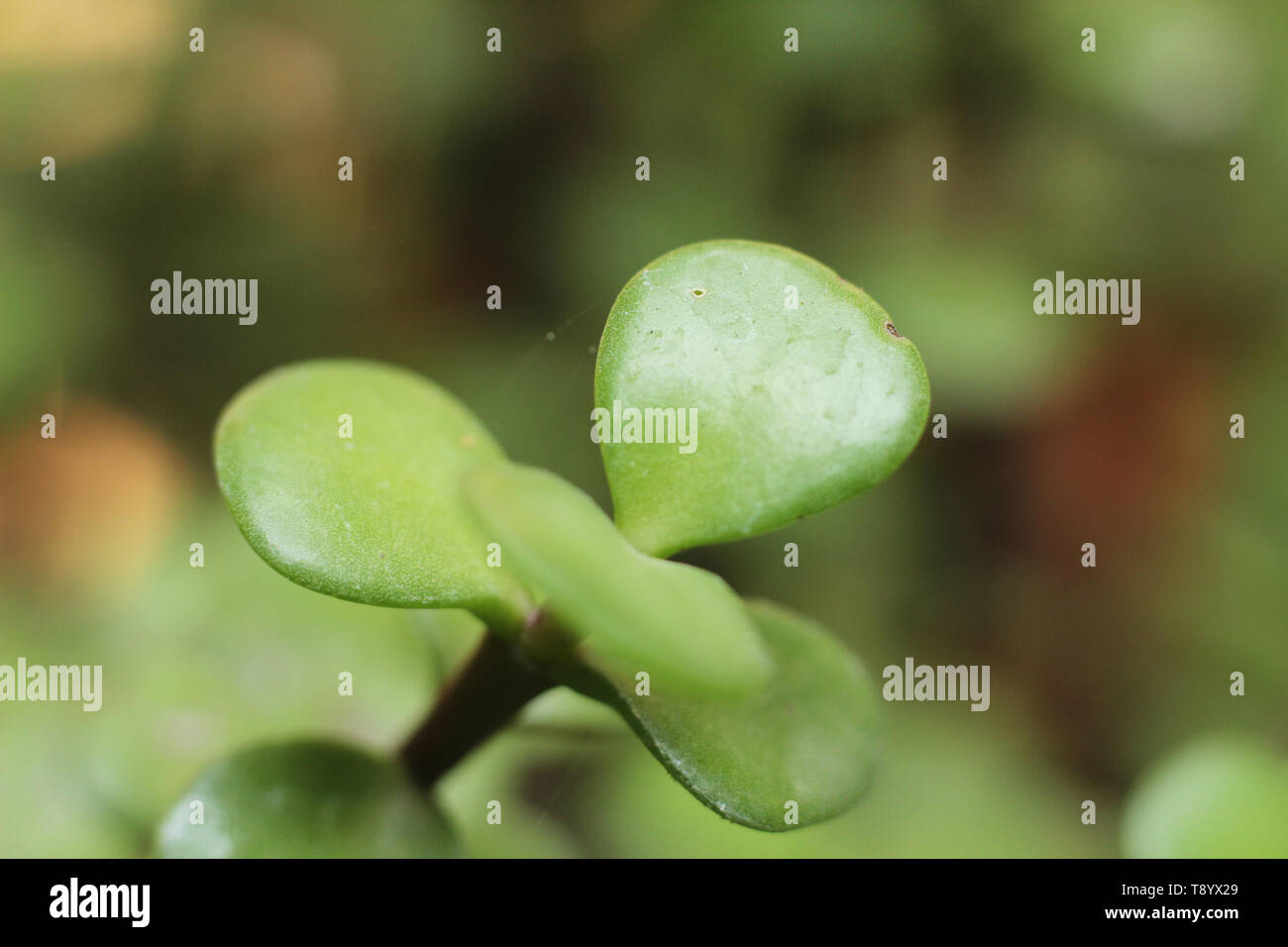 Diversity of american flora hi-res stock photography and images - Alamy