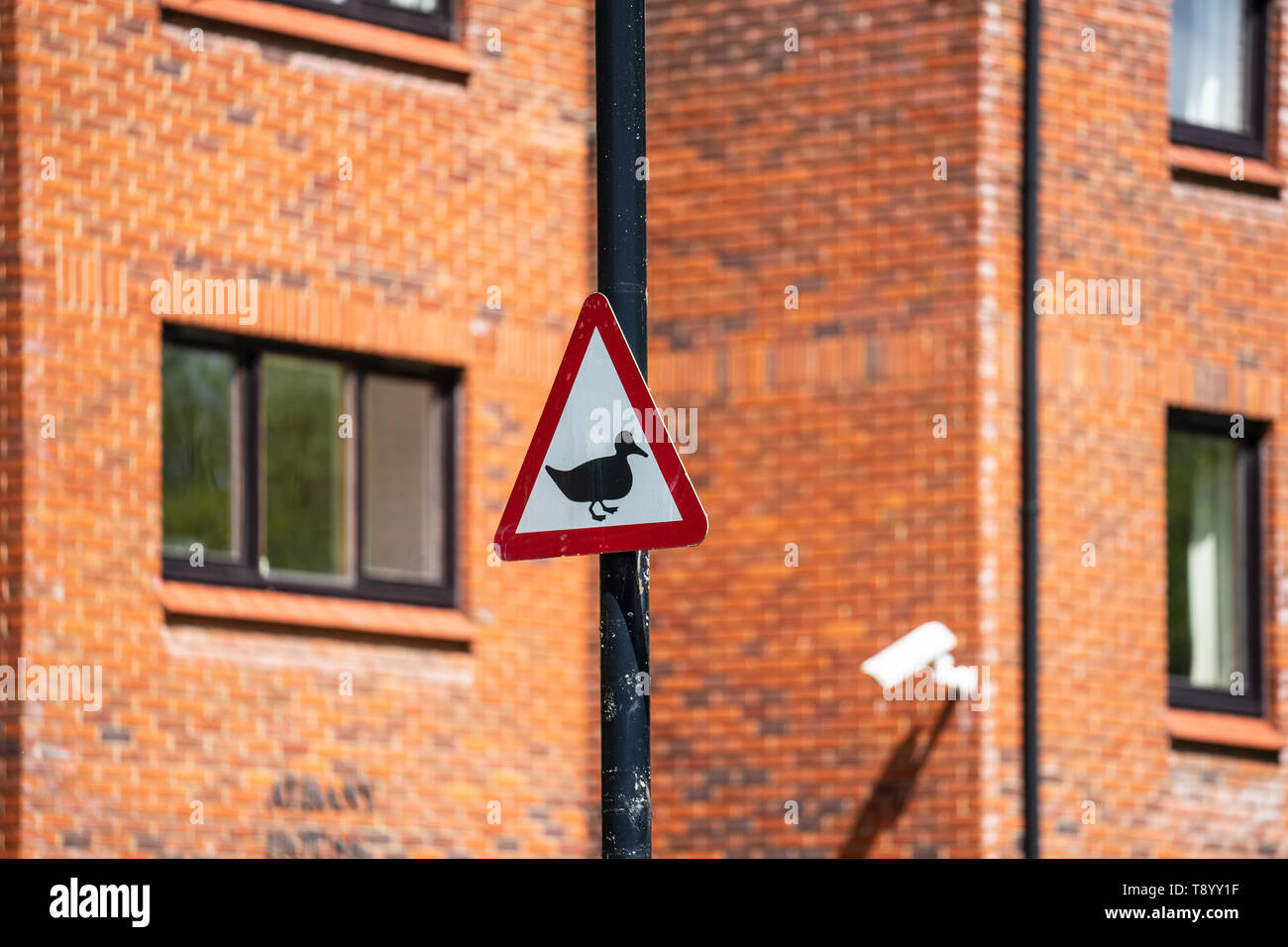 Warning ducks crossing uk road sign hi-res stock photography and images