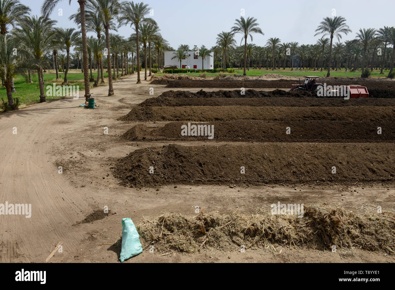 EGYPT, Bilbeis, Sekem organic farm, preparing of organic compost for