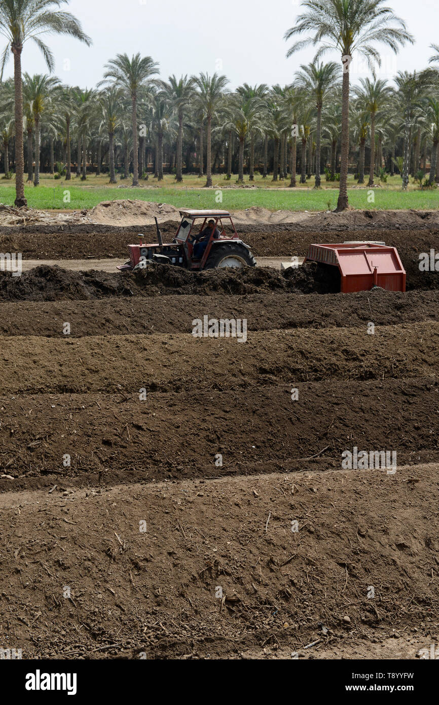 EGYPT, Bilbeis, Sekem organic farm, preparing of organic compost for