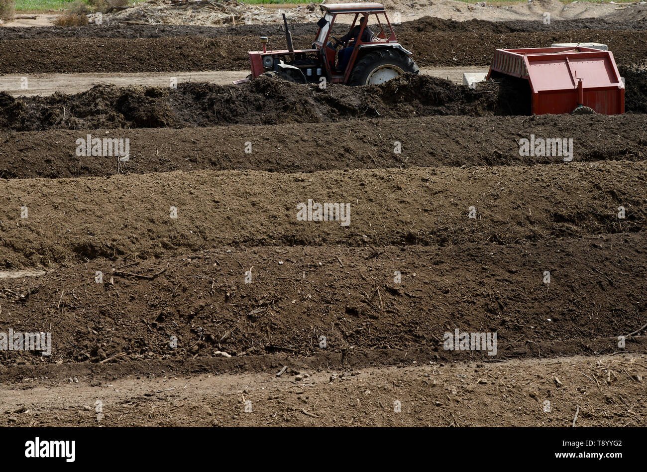 EGYPT, Bilbeis, Sekem organic farm, preparing of organic compost for