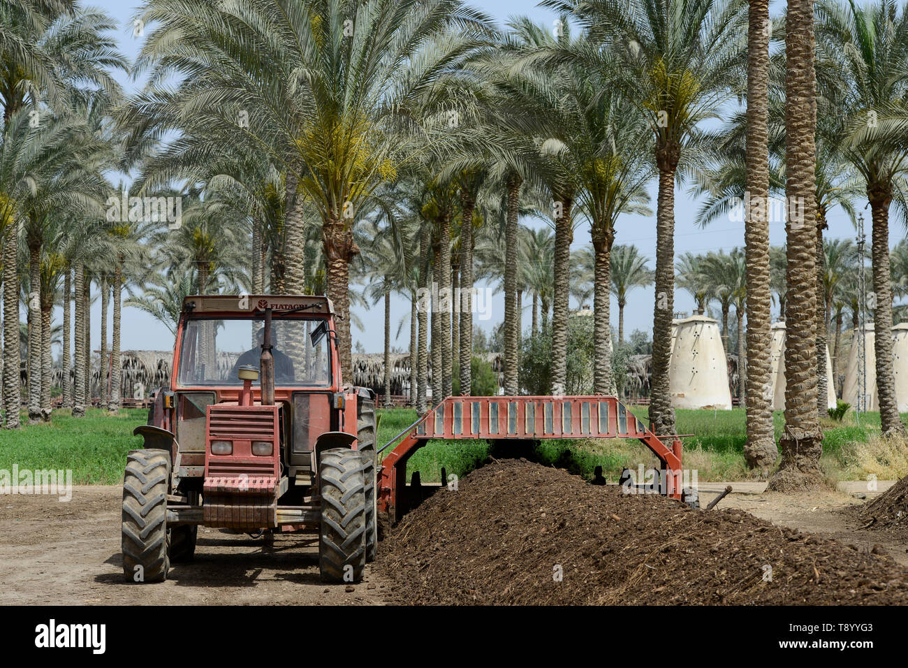 EGYPT, Bilbeis, Sekem organic farm, preparing of organic compost for