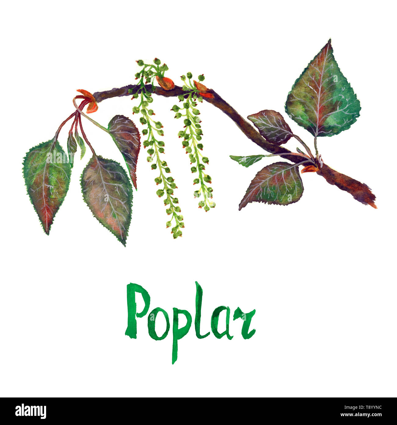 Poplar (Populus nigra) branch with green leaves and seeds, hand painted watercolor illustration with inscription isolated on white Stock Photo