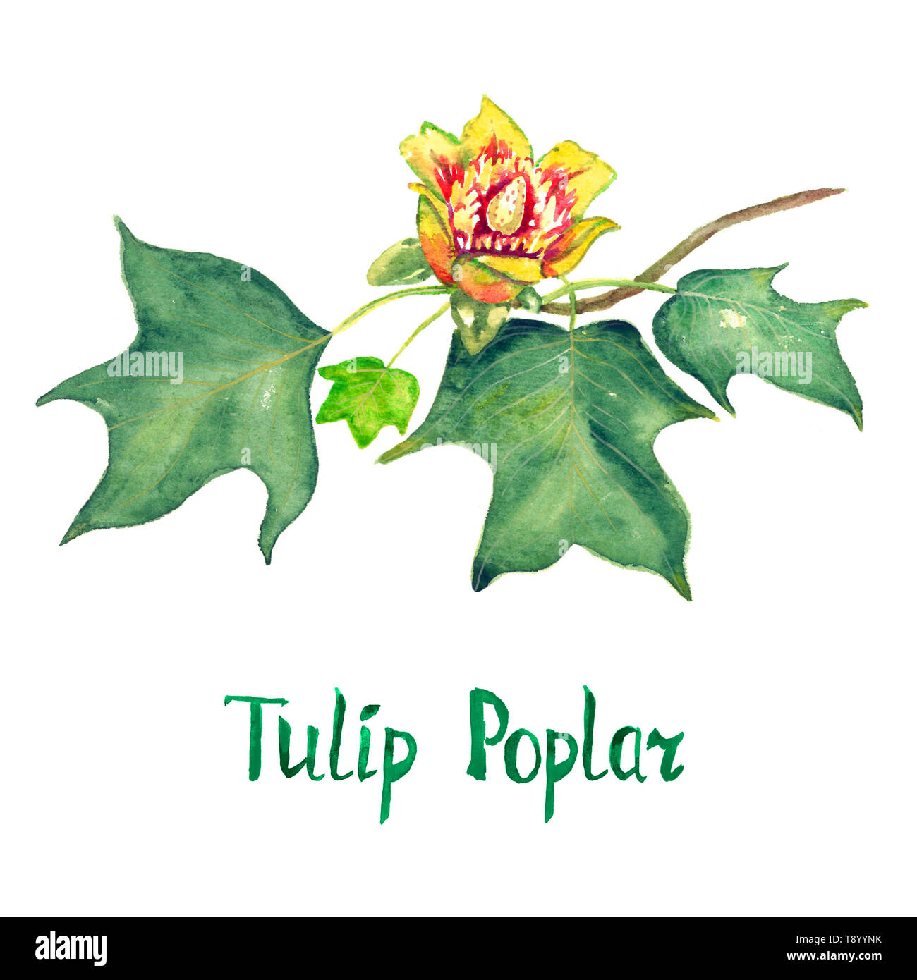 Tulip poplar (Liriodendron tulipifera or American tulip tree) branch with green leaves and flower, hand painted watercolor illustration with inscripti Stock Photo