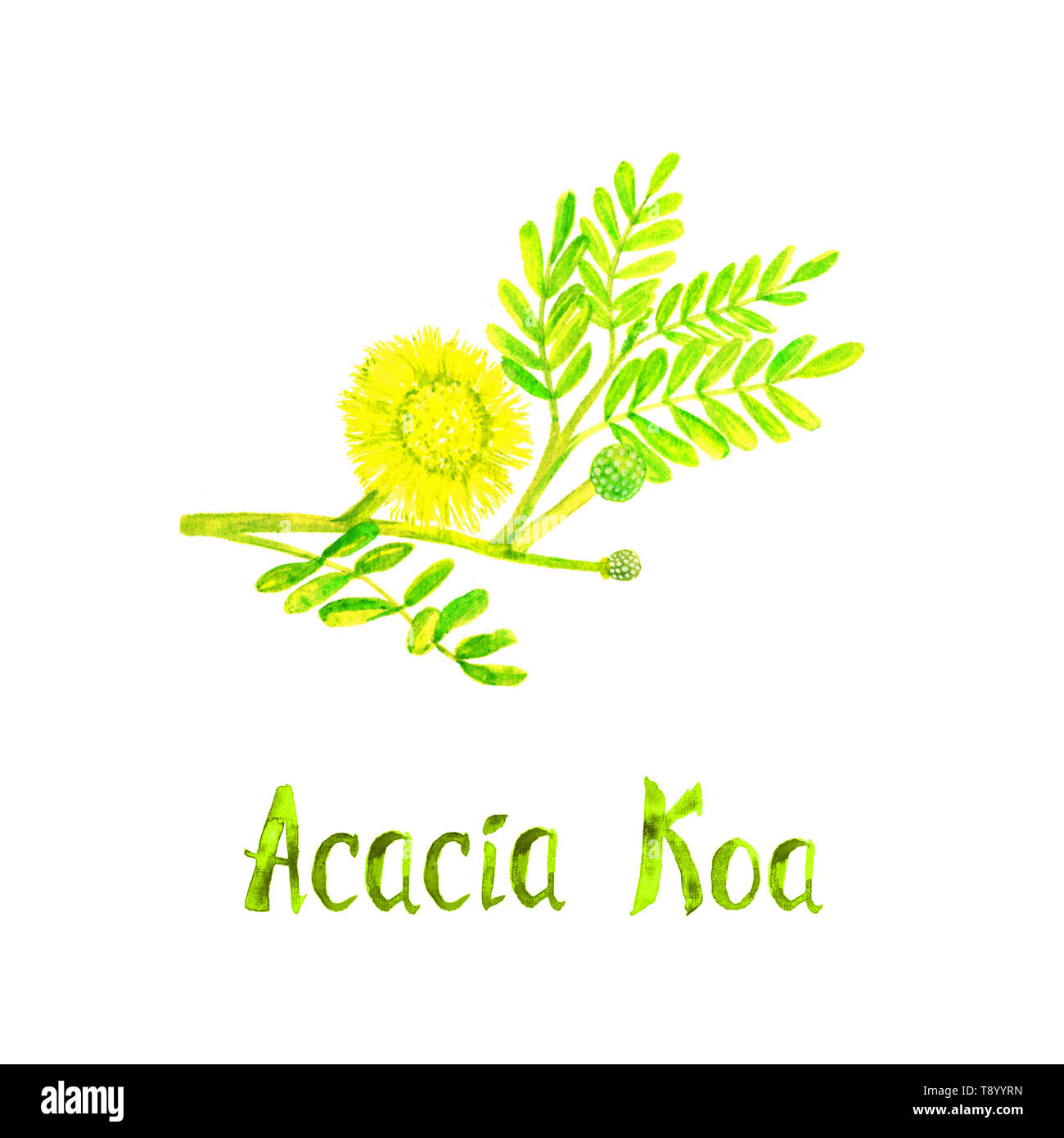 Acacia Koa branch with green leaves and yellow flower, hand painted watercolor illustration with inscription isolated on white Stock Photo