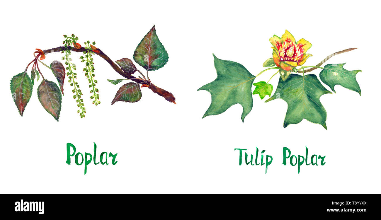 Poplar (Populus nigra) and Tulip poplar (Liriodendron tulipifera or American tulip tree) branch with green leaves and flower, hand painted watercolor  Stock Photo