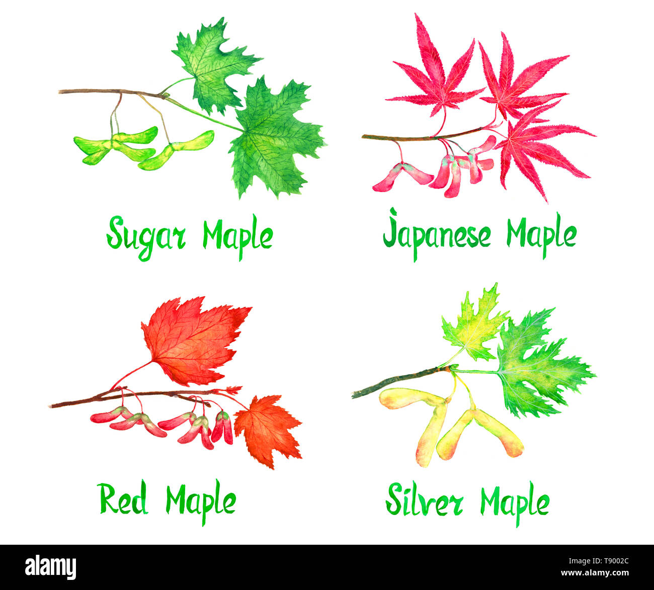 Sugar Japanese Red And Silver Maple Branch With Leaves And Seeds Maples Variety Collection Hand Painted Watercolor Illustration With Inscription Stock Photo Alamy