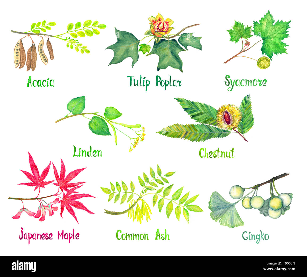 Acacia, Tulip poplar, Sycamore, Linden, Chestnut, Japanese Maple, Common Ash, Gingko branch with green leaves and seeds (nuts) or flowers, watercolor  Stock Photo