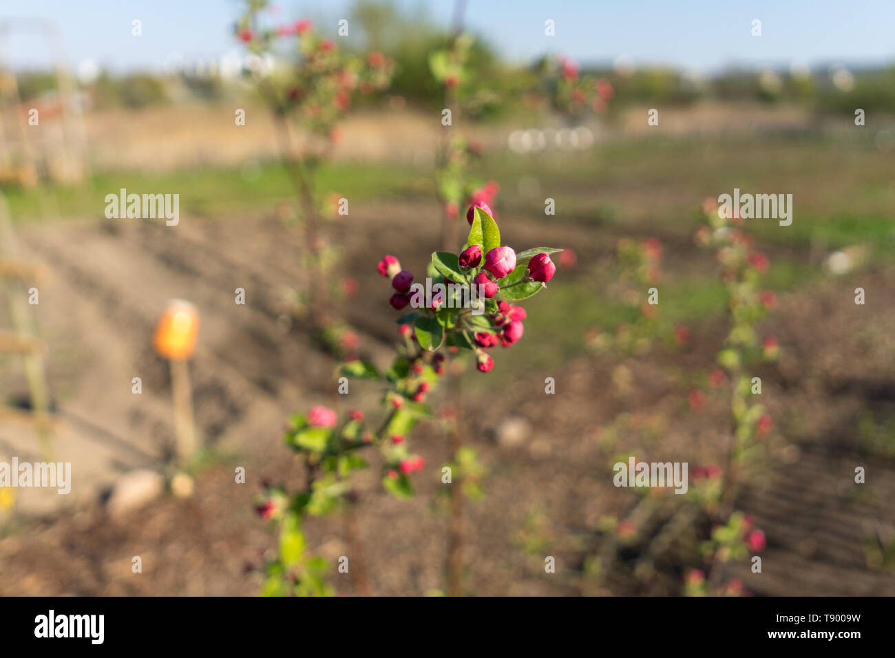 The first spring flowers of various fruit trees Stock Photo - Alamy