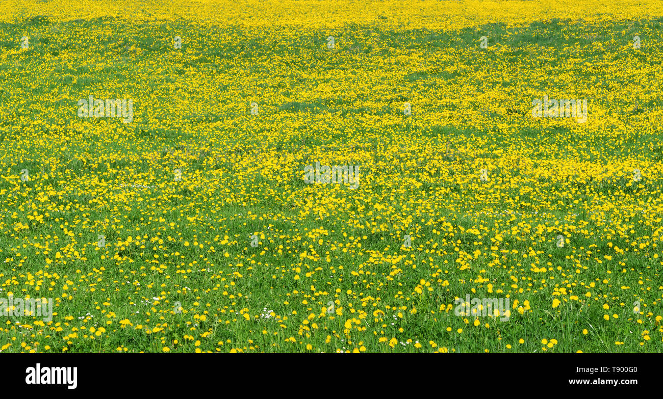 Lush flowering, yellow and green flower meadow Stock Photo - Alamy