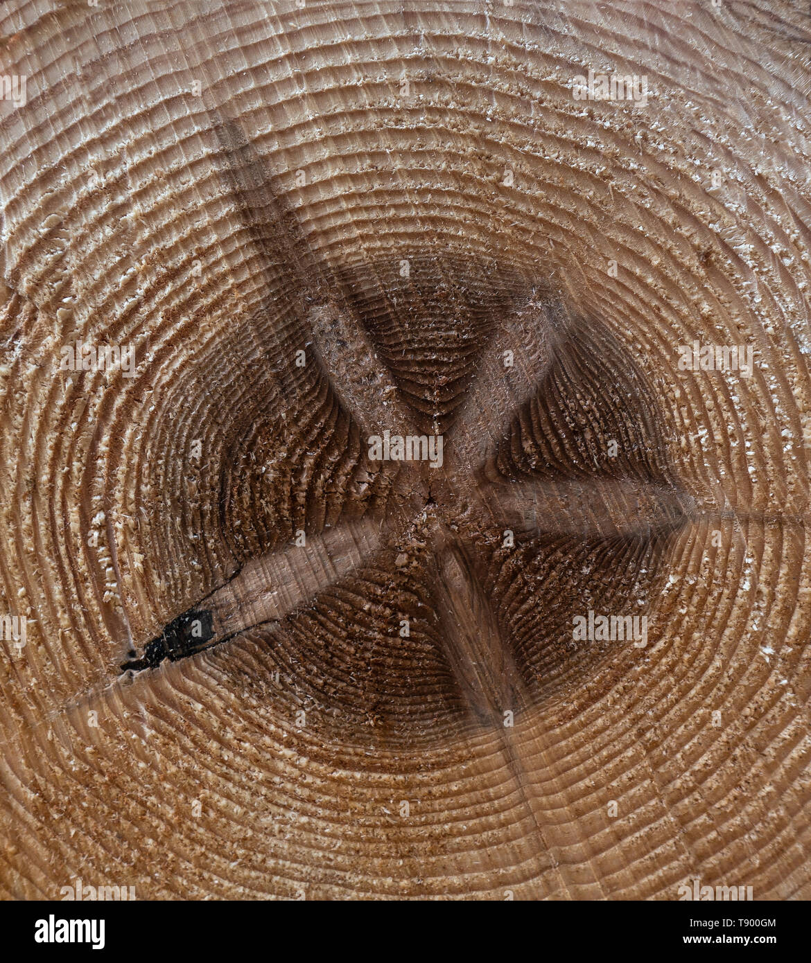 Core of a spruce with star-shaped pattern Stock Photo