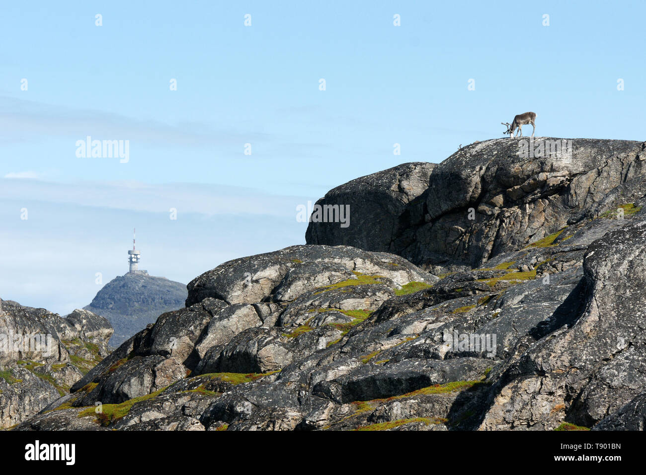 reindeer on a rock in kvaløy norway Stock Photo