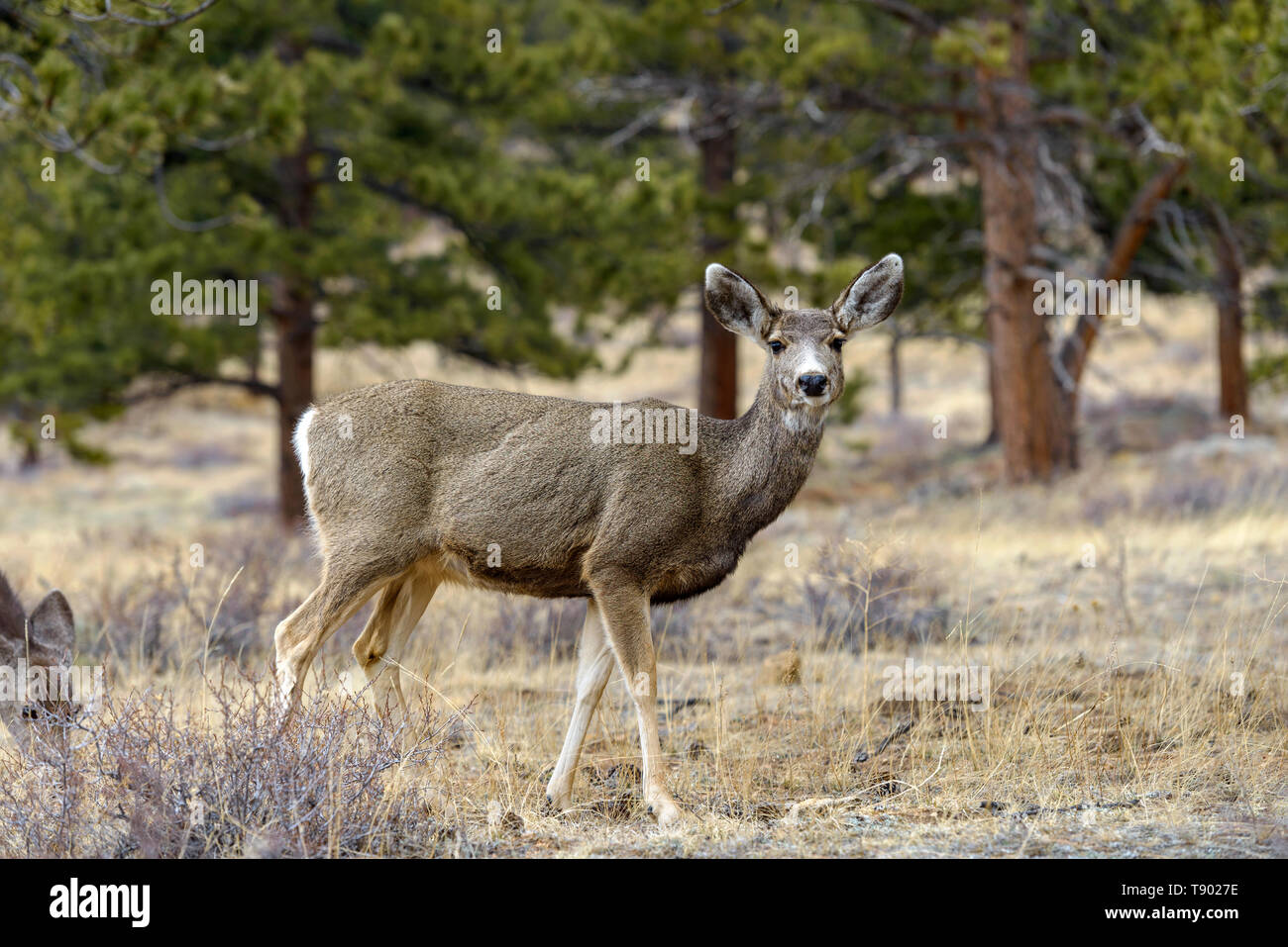 Mule Deer - A mule deer standing alerted in a pine forest. Early Spring in Rocky Mountain National Park, Colorado, USA. Stock Photo