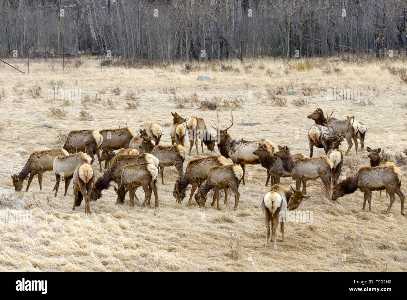 Spring Elk - A big herd of elk resting and grazing on a dry grass field. Early Spring in Rocky Mountain National Park, Colorado, USA. Stock Photo