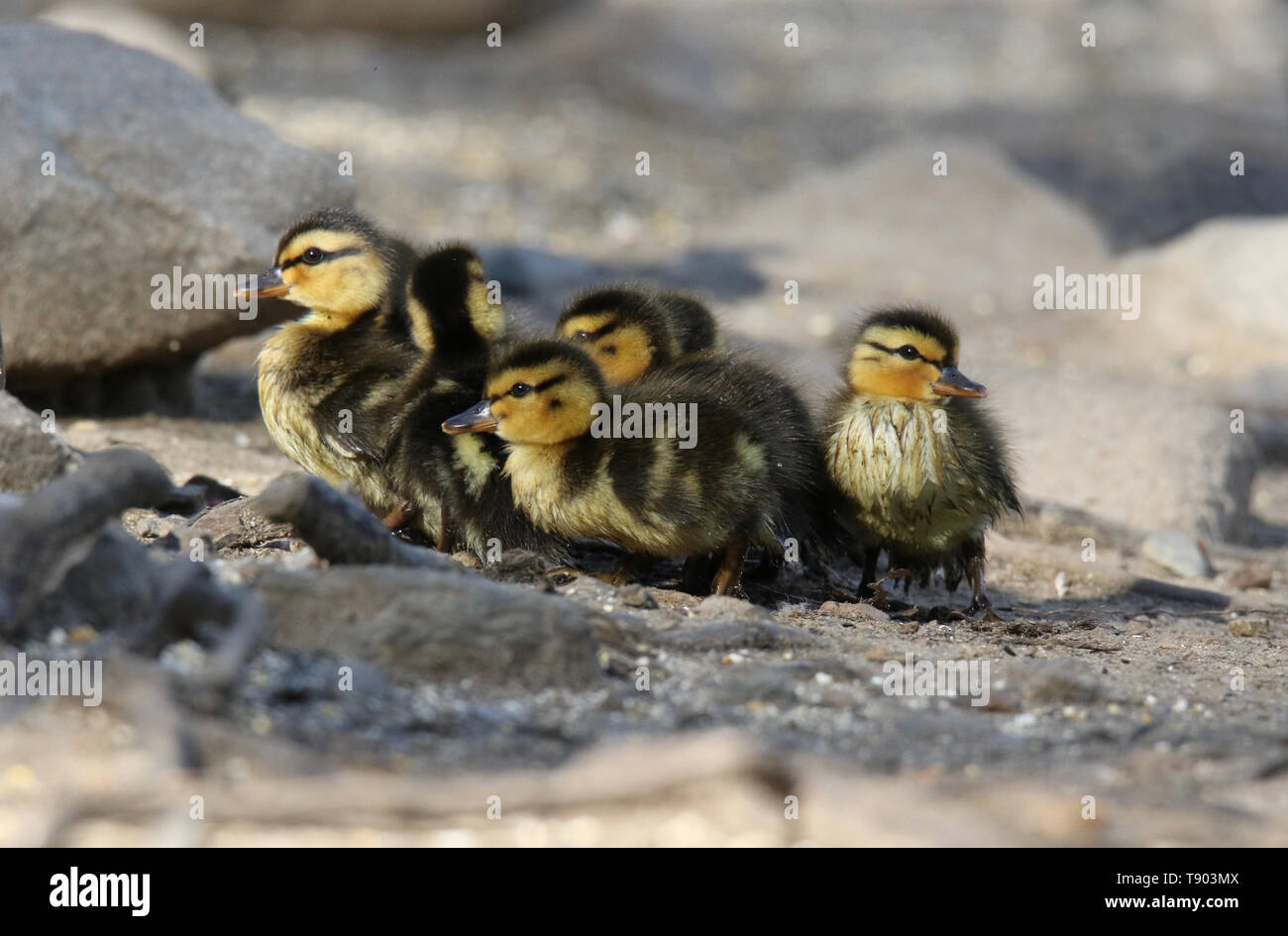 A group of newly hatched mallard ducklings huddle together Stock Photo