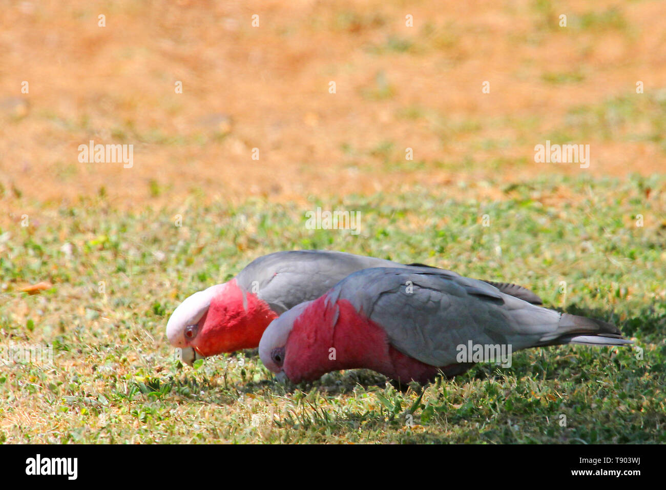 Visit Australia.  The Galah is a common Australian cockatoo. It is found throughout Australia, and is  endemic to the mainland Stock Photo