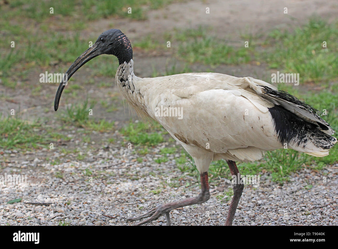 The Australian White Ibis, Threskiornis molucca. is identified by its almost entirely white body plumage and black head and neck. Stock Photo
