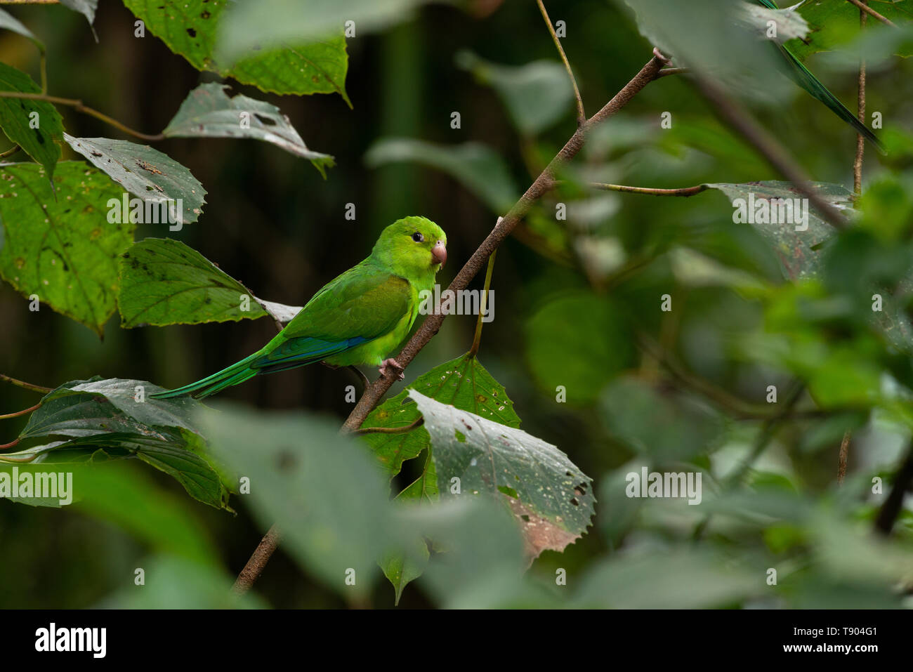 A Plain Parakeet (Brotogeris tirica) from the Atlantic Rainforest of SE Brazil Stock Photo