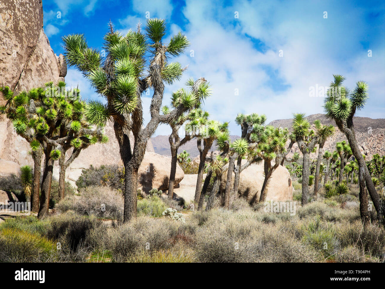 Joshua Trees punctuate the landscape in Joshua Tree National Park, California. Stock Photo