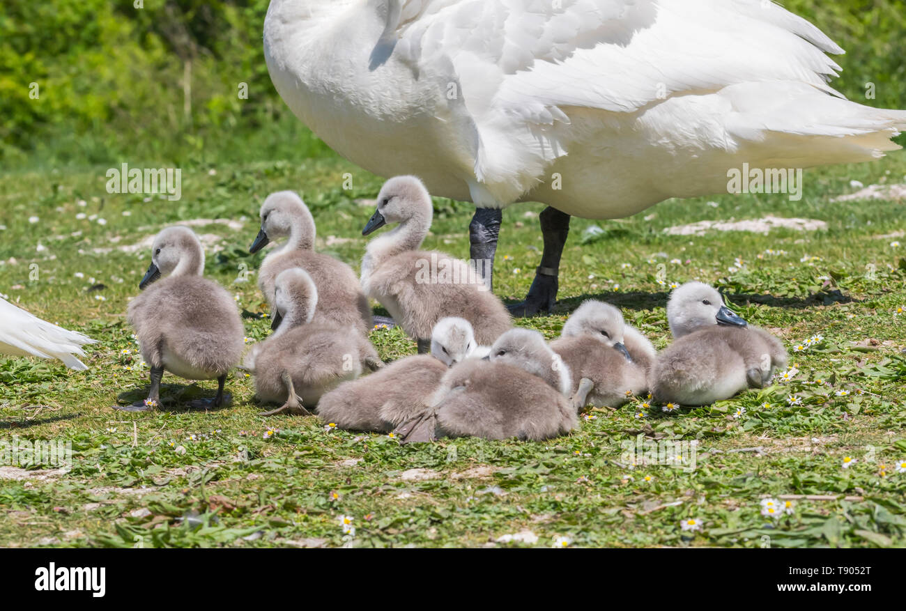 White Mute Swan cygnets (Cygnus olor) sitting on land with adults in Spring in West Sussex, England, UK. Young baby cygnets, newly born. Stock Photo