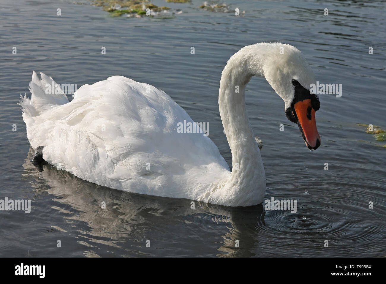 One White Swan Swimm in Lake Water Stock Photo