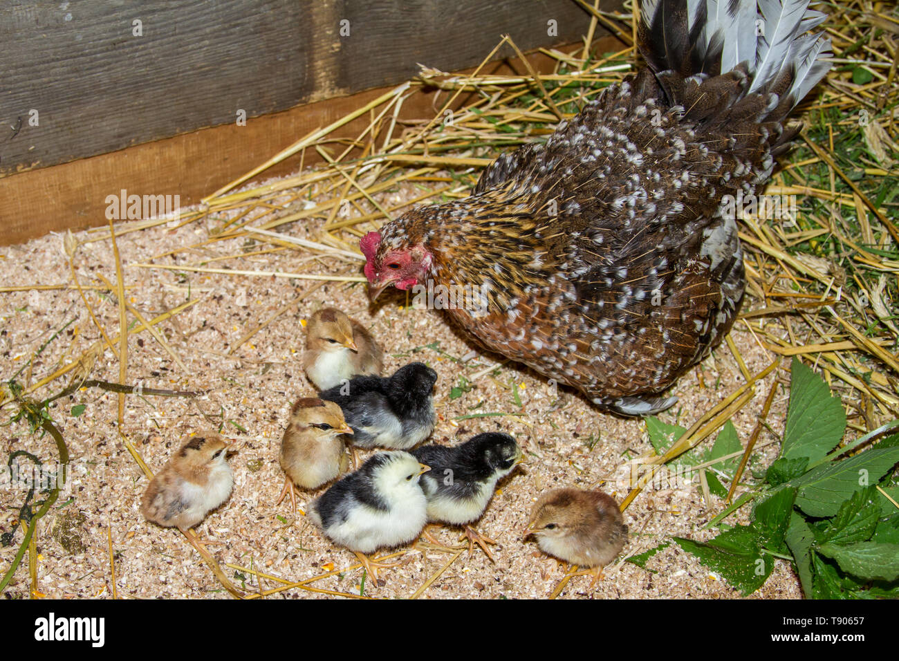 Chicken Mommy Offspring Stock Photo 554697004