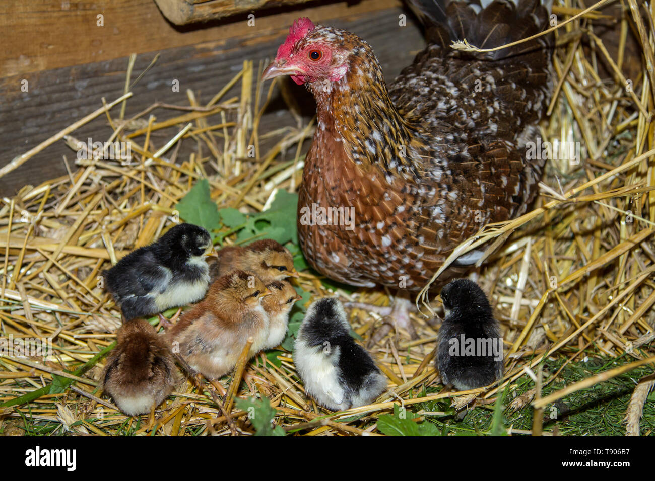 Stoapiperl, Steinhendl - mother hen and fledglings - critically endangered chicken breed from Austria Stock Photo
