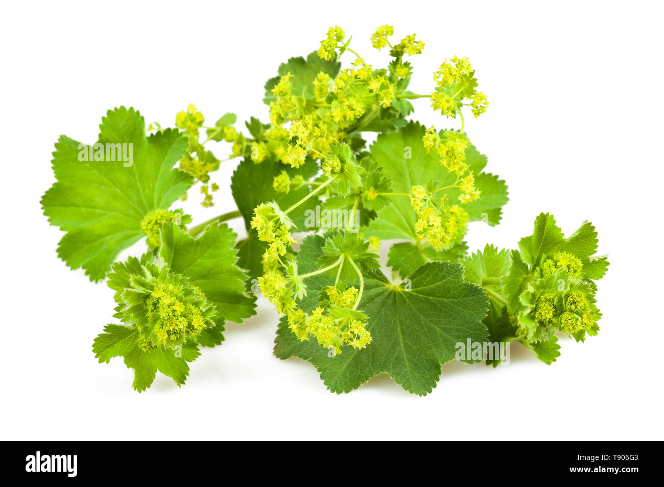 Lady's Mantle with flowers  isolated on white background Stock Photo