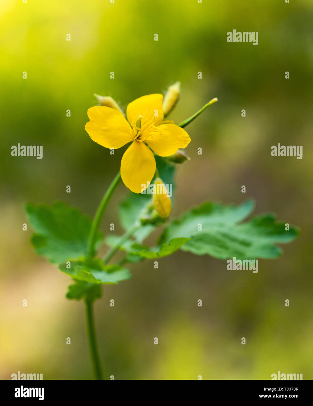 Greater celandine  on blurred background Stock Photo
