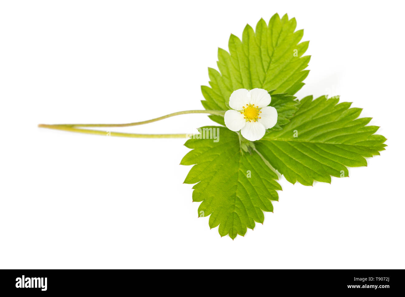 strawberry flowers isolated on white Stock Photo - Alamy