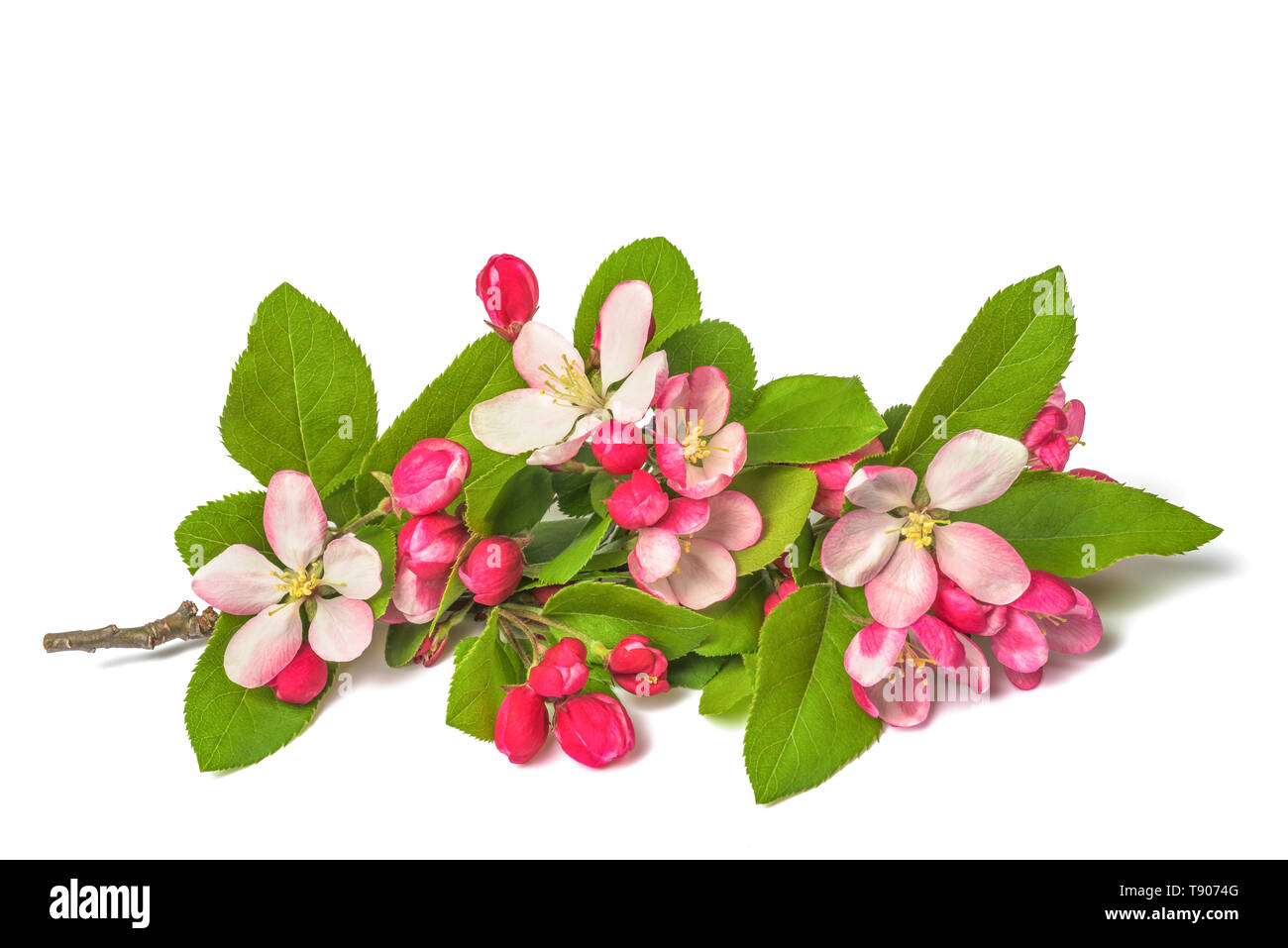 Apple Flowers with buds isolated on white background Stock Photo