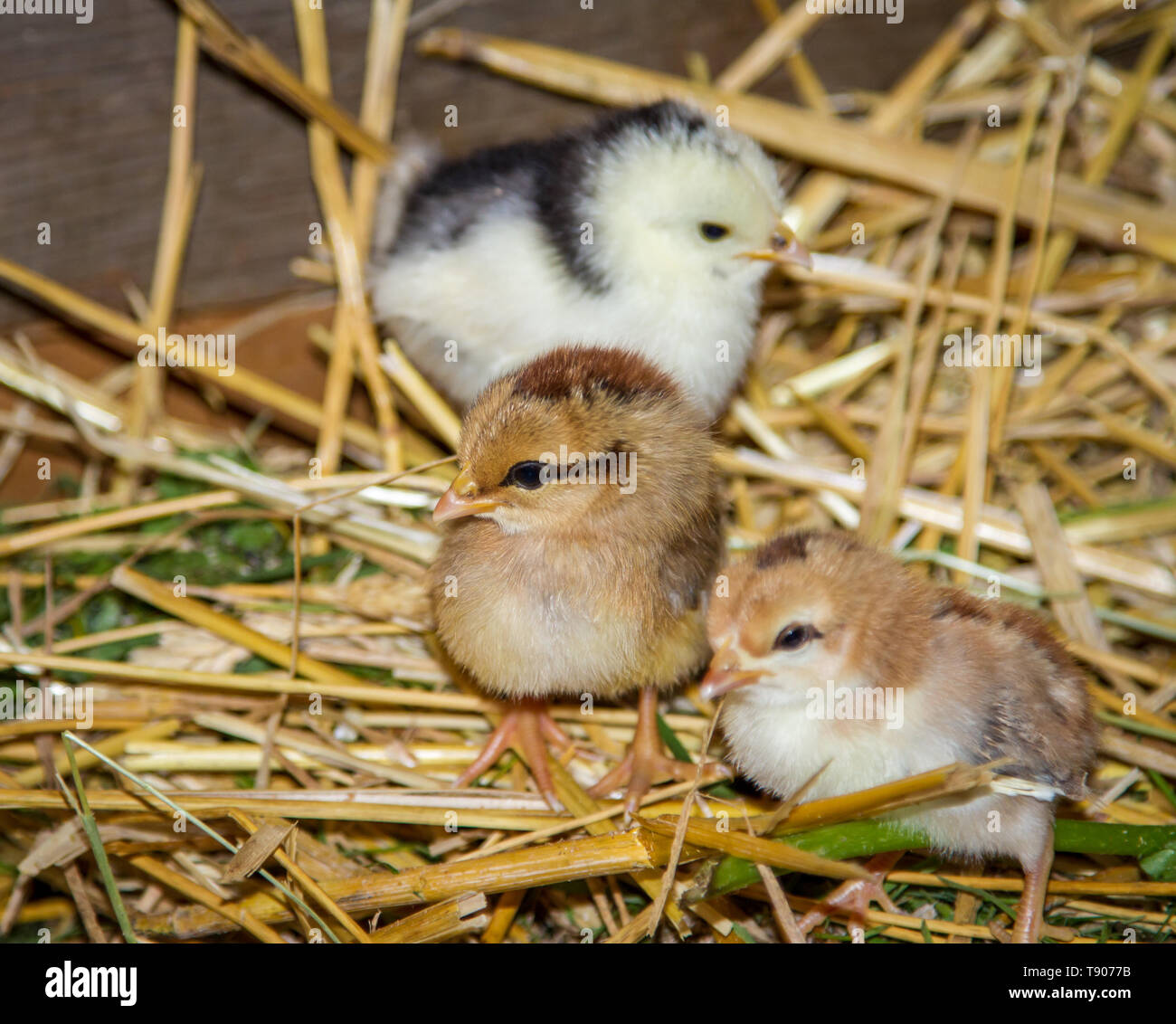 Stoapiperl, Steinhendl - fledglings - critically endangered chicken breed from Austria Stock Photo