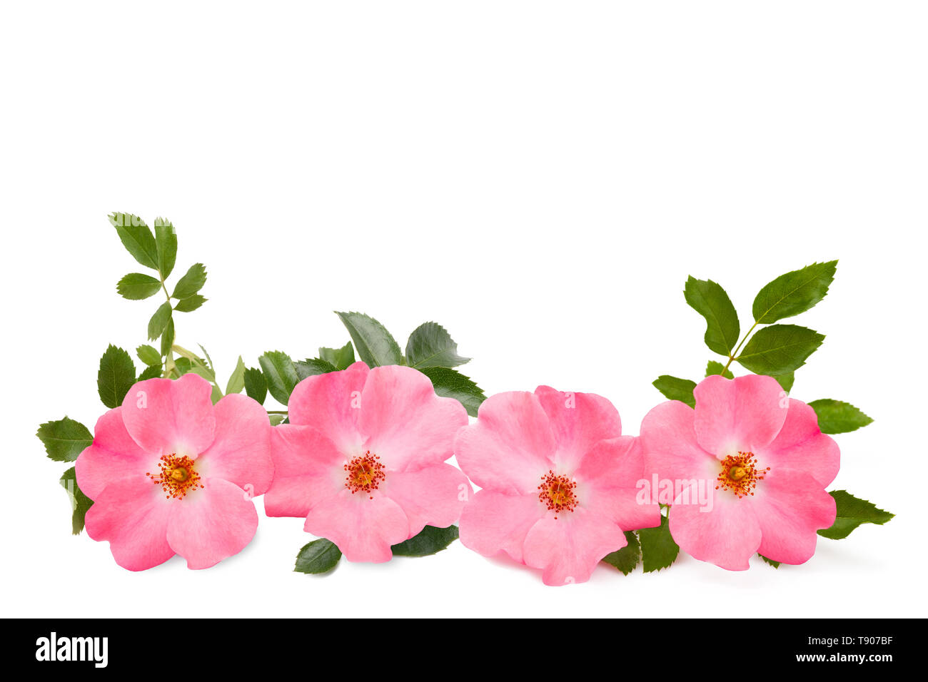 Dog rose flowers isolated on white background Stock Photo - Alamy