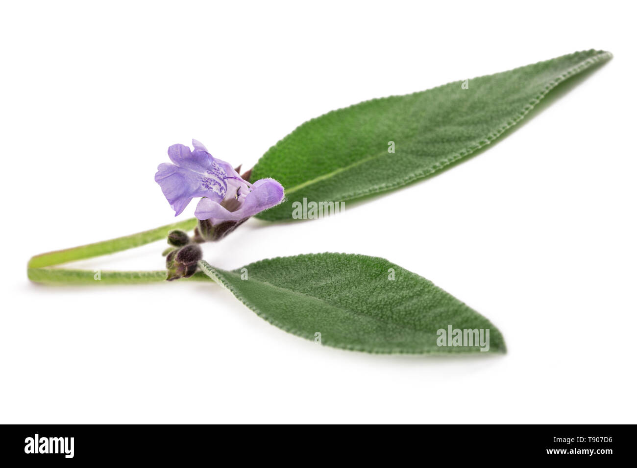 Sage with flowers isolated on white background Stock Photo - Alamy