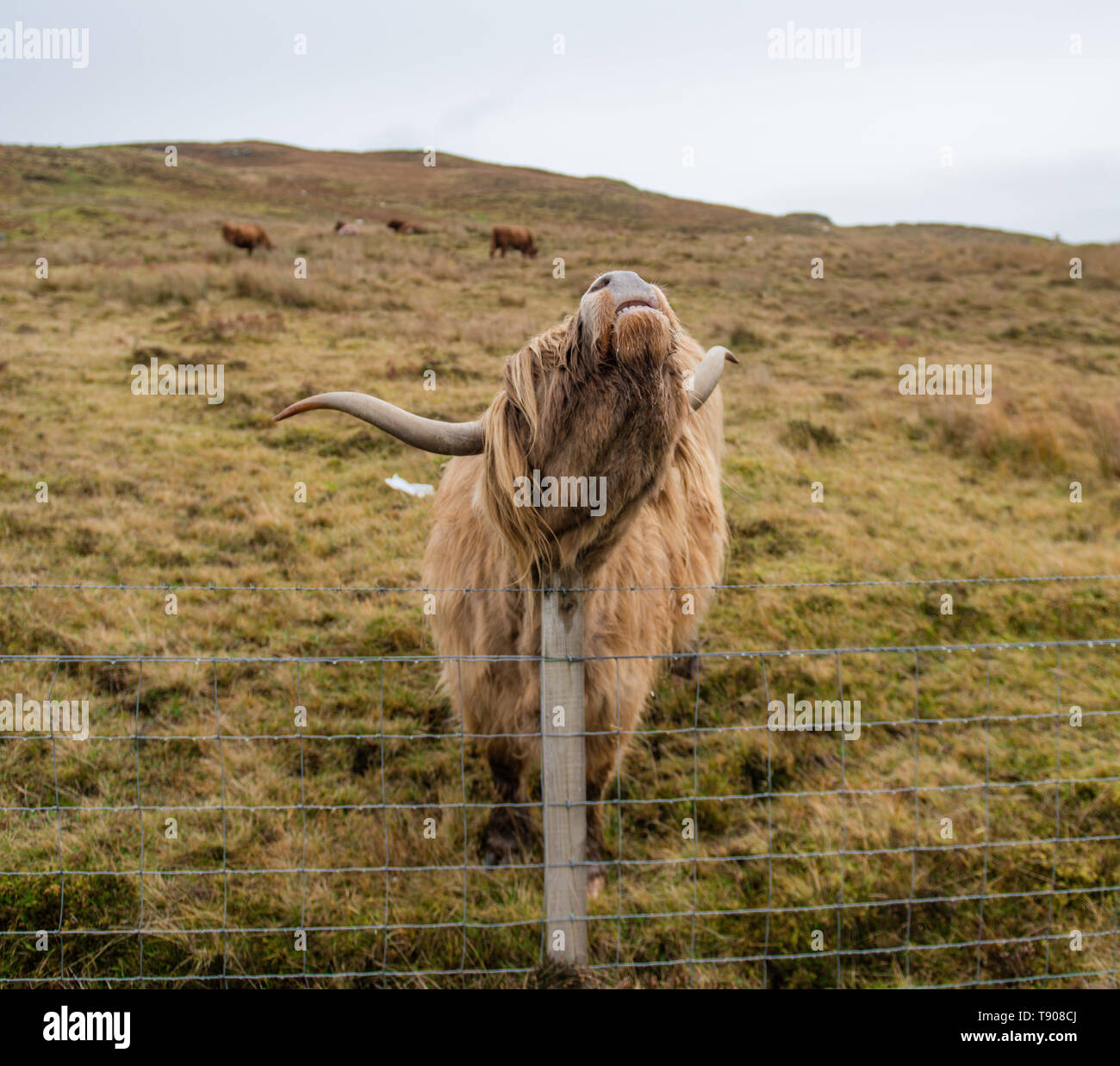 Cow scratching hires stock photography and images Alamy