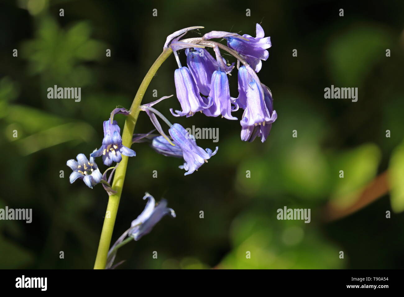 Common Bluebell, Hyacinthoides non-scripta, is a bulbous perennial plant, the roots contract, pulling the bulb deeper into the ground. Stock Photo