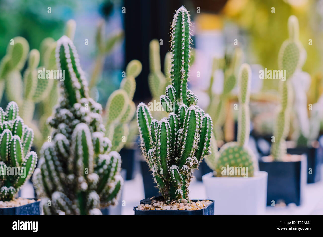 Variety of Small cactus and succulent plants in various pots to decorate in  coffee shops Stock Photo - Alamy