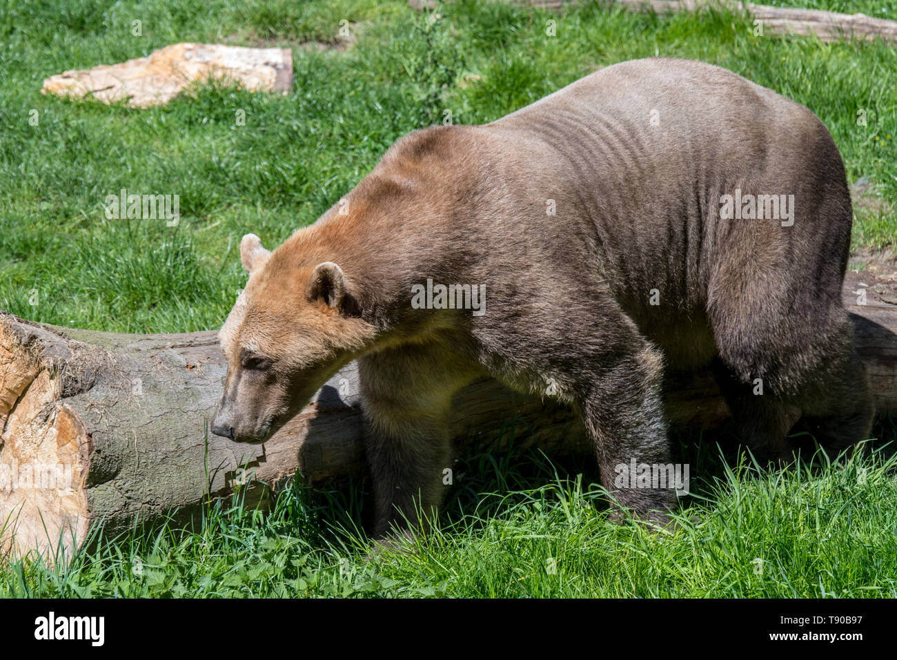 Polar bear - brown bear hybrid / polar bear-grizzly bear hybrid also called  grolar bear / pizzly bear / nanulak, rare ursid hybrid Stock Photo - Alamy, image size:1300x956
