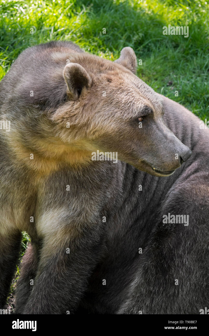 Grizzly Black Bear Hybrid