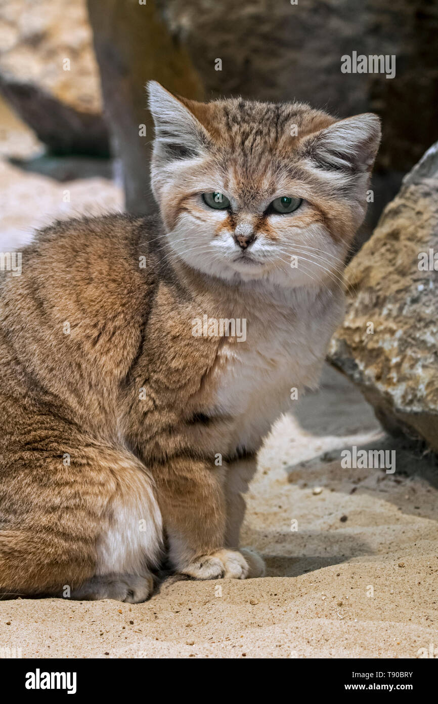 Sand Cat Sand Dune Cat Felis Margarita Harrisoni Native To The Deserts Of The Middle East Stock Photo Alamy Sand Cat Sand Dune Cat Felis Margarita Harrisoni Native To The Deserts Of The Middle East Stock Photo Alamy