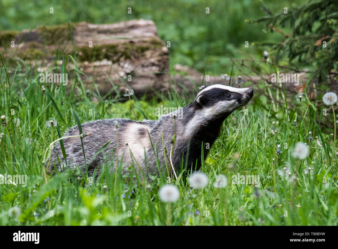 European badger (Meles meles) foraging in grassland with wildflowers at forest edge in spring Stock Photo