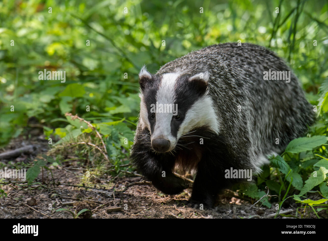 European badger (Meles meles) foraging in the undergrowth / scrub at ...