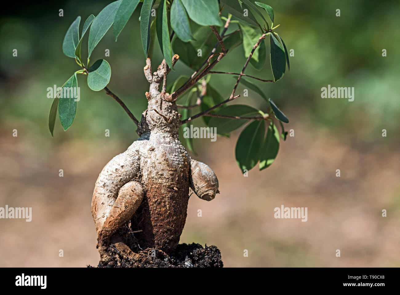 An human like ficus ginseng, (bonsai ginseng) with the lower left arm missing and  appearing to be carrying it under it's right arm. Stock Photo